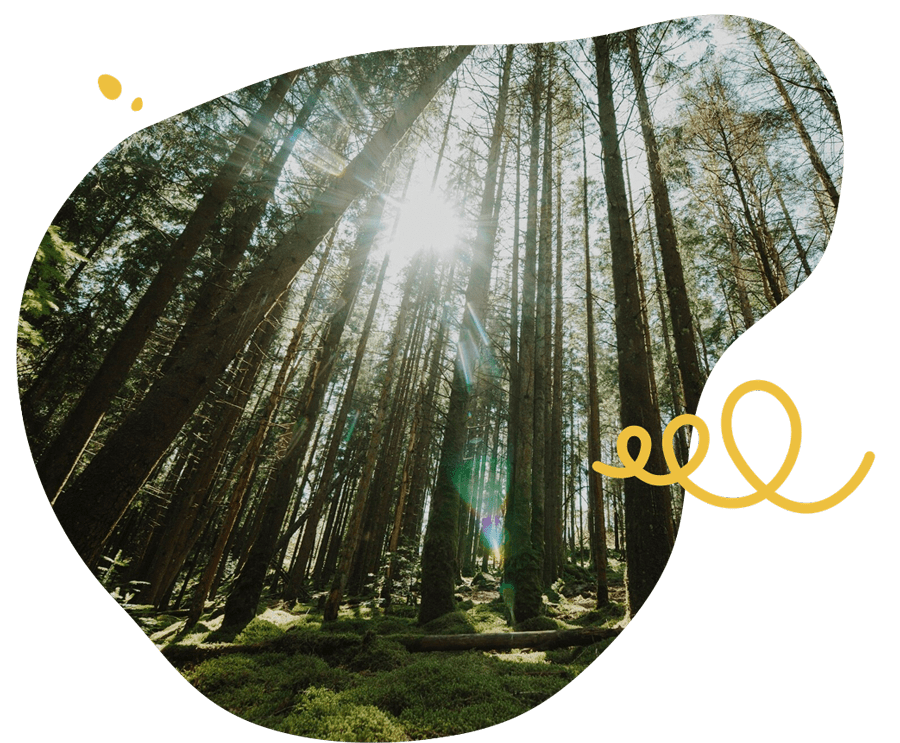 I raggi del sole filtrano tra gli alberi in una foresta, creando un'atmosfera luminosa e serena, ideale per un percorso di benessere
